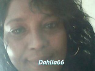 Dahlia66