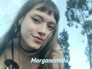 Morgandahlia