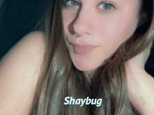 Shaybug